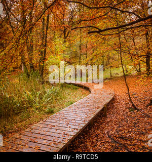 A rain soaked autumnal day with ground heavily covered in the last of the golden leaves your eye following the curved boardwalk paths though the woods Stock Photo