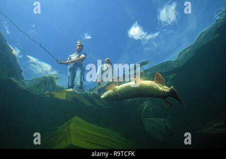 Sport angler catches a  Northern pike (Esox lucius), Lake Constance, Baden-Württemberg, Germany Stock Photo