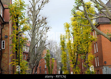 Autumn leaves on trees lining Montclare Street near Redchurch St.  in Shoreditch East London E1 UK   KATHY DEWITT Stock Photo