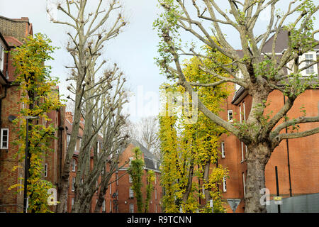 Autumn leaves on trees lining Montclare Street near Redchurch St.  in Shoreditch East London E1 UK   KATHY DEWITT Stock Photo