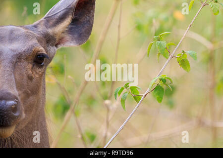 Female sambar deer (Rusa unicolor), head portrait. Corbett National Park. Uttarakhand. India. Stock Photo