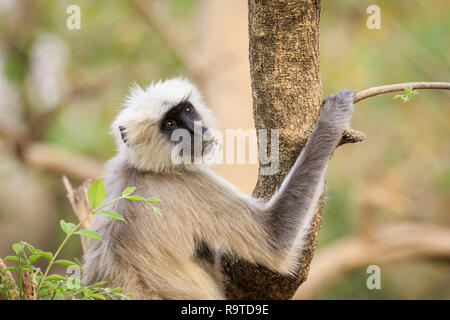 Gray Langur (Semnopithecus hector), head portrait. Corbett National Park. Uttarakhand. India. Stock Photo