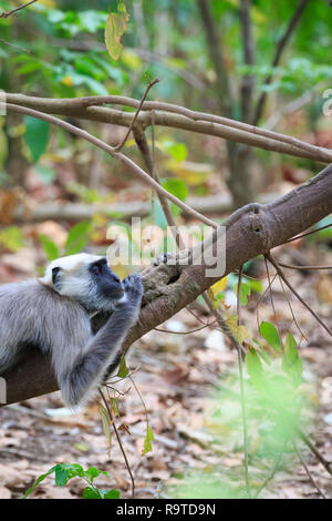 Gray Langur (Semnopithecus hector) resting on branch. Corbett National Park. Uttarakhand. India. Stock Photo