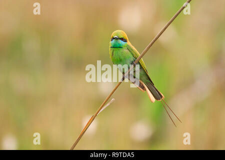 Asian Green Bee-eater (Merops orientalis) perched on branch. Corbett National Park. Uttarakhand. India. Stock Photo