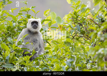 Nepal Gray Langur (Semnopithecus schistaceus) portrait. Pangot. Nainital district. Uttarakhand. India. Stock Photo