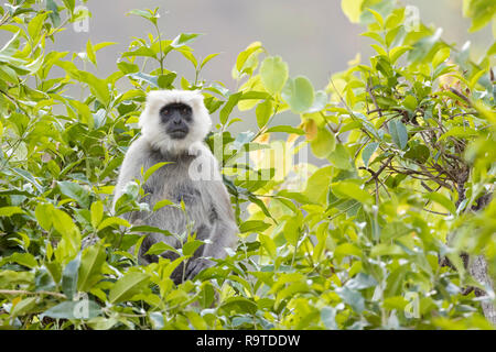 Nepal Gray Langur (Semnopithecus schistaceus) portrait. Pangot. Nainital district. Uttarakhand. India. Stock Photo