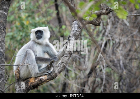 Nepal Gray Langur (Semnopithecus schistaceus) portrait. Pangot. Nainital district. Uttarakhand. India. Stock Photo