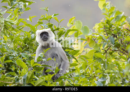 Nepal Gray Langur (Semnopithecus schistaceus) portrait. Pangot. Nainital district. Uttarakhand. India. Stock Photo