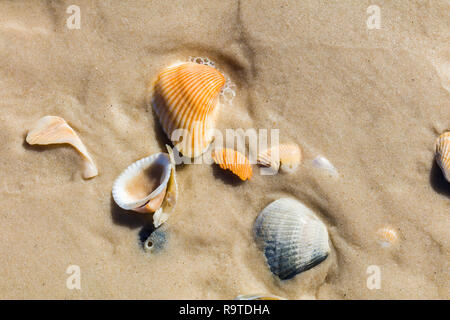 Close up of shells on Gulf of Mexico beach on St George Island in Florida in the United States Stock Photo