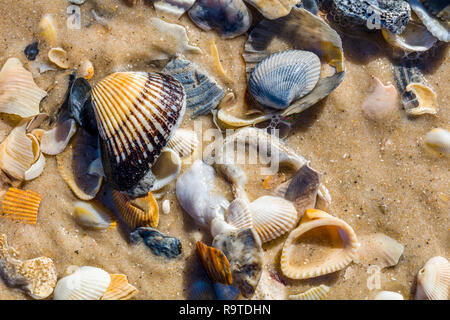 Close up of shells on Gulf of Mexico beach on St George Island in Florida in the United States Stock Photo