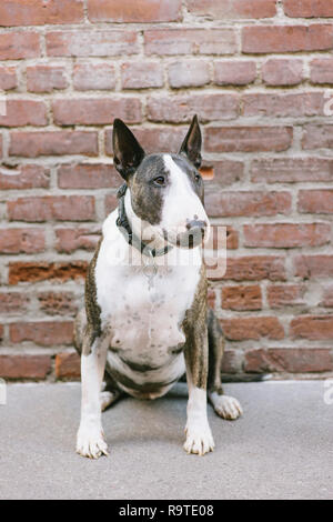 Profile portrait of a male Bull Terrier sitting in front of a red brick wall Stock Photo