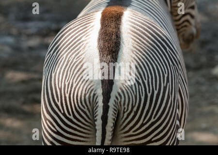 Grevy's zebra (Equus grevyi), aka imperial zebra, back view, Taipei Zoo 'Muzha Zoo', Wenshan District, Taipei City, Taiwan Stock Photo