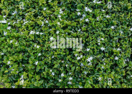 Star jasmine (Jasminum multiflorum) - Pembroke Pines, Florida, USA Stock Photo