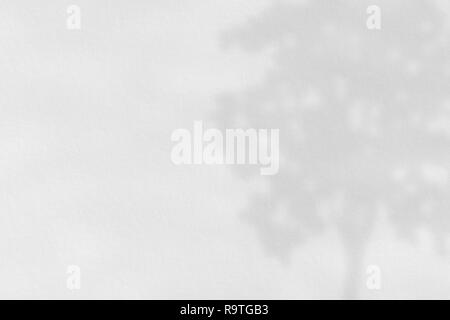 Shadow of tree on white paper, abstract background Stock Photo