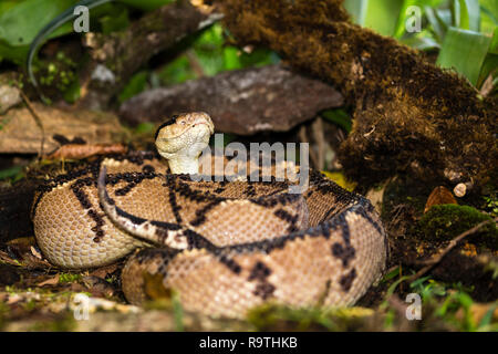 Venomous Bushmaster snake in Arenal, Costa Rica Stock Photo - Alamy