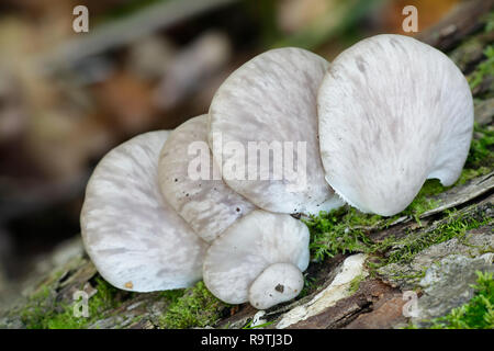 Pleurotus pulmonarius, commonly known as the Indian Oyster, Italian Oyster, Phoenix Mushroom, or the Lung Oyster Stock Photo