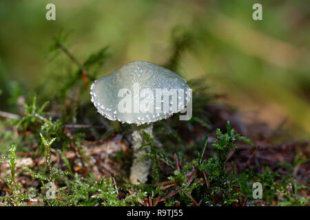 Stropharia aeruginosa, known as the verdigris agaric Stock Photo