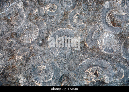 Fossilised Ammonite shells on the Ammonite pavement at Lyme Regis, Dorset, England Stock Photo