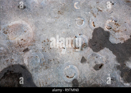 Fossilised Ammonite shells on Monmouth Beach at Lyme Regis, Dorset, England Stock Photo