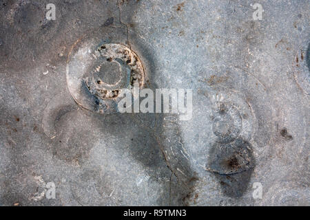 Fossilised Ammonite shells on the beach at Lyme Regis, Dorset, England Stock Photo