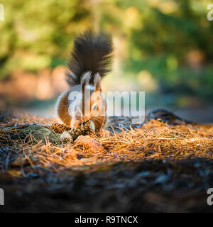 A young endangered Red Squirrel foraging for food on a sun dappled carpet of fallen autumnal pine needles deep within the forest. Stock Photo