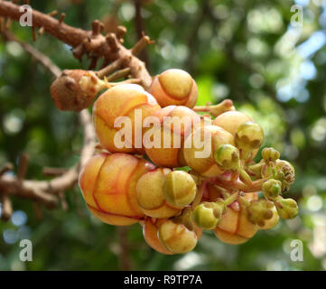 The unique red flower of the Cannonball tree - Cambodia. The tree is ...
