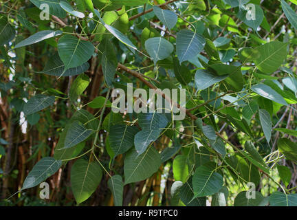 Ficus religiosa or sacred fig Stock Photo