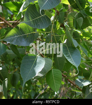 Ficus religiosa or sacred fig Stock Photo