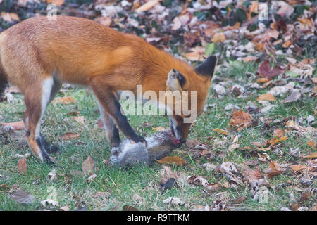 Red Fox Eating Squirrel Stock Photo