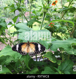 Cethasia cyane leopard lacewing butterfly resting on a leaf in the garden.