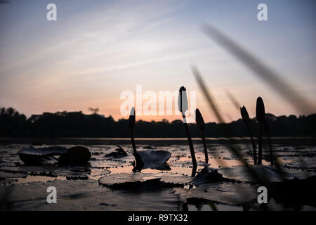 Sun setting over the Inya Lake with lotus flowers and lilpads in the foreground. Stock Photo