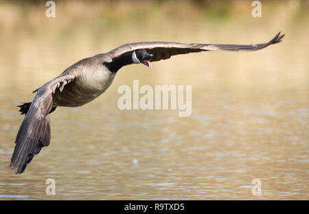 Tongue out, Canada goose comes in for a landing in country pond south of Calgary, Alberta, Canada Stock Photo