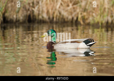 Colourful mallard drake duck, with its distinctive green head, floats gracefully on a pond of water in countryside near Calgary, Alberta, Canada. Stock Photo