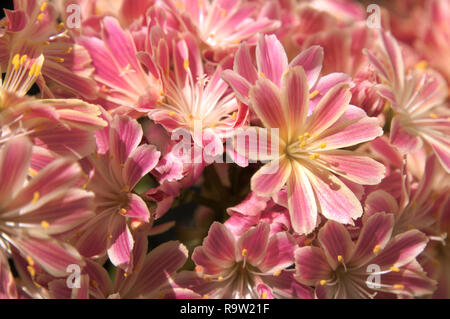 Siskiyou lewisia or cliff maids (Lewisia cotyledon) flowering in Swiss garden Stock Photo