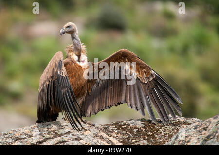 Griffon vulture, Gyps fulvus, large birds of prey sitting on the stone in a mountain Stock Photo