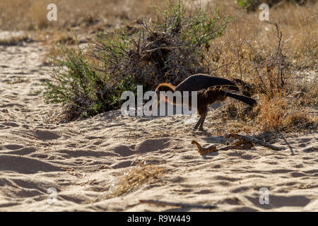 Juvenile ground hornbill chick (Bucorvus leadbeateri) on the ground scavenging for food, South Africa
