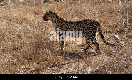 Pregnant leopard (Panthera pardus) Kruger National Park, South Africa Stock Photo