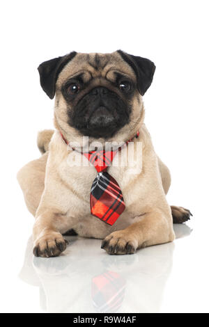 Pug sitting with a red bow tie, isolated on white Stock Photo - Alamy