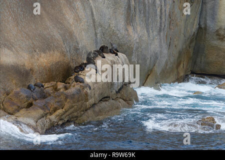 new zealand fur seal arctocephalus forsteri colony sitting and laying on rocks near ocean albany western australia Stock Photo