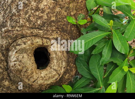 Closeup of big hole in tree trunk Stock Photo