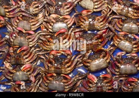 field crab Stock Photo