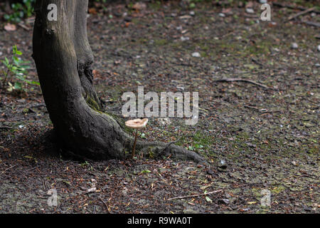 a solitary mushroom growing at the base of a tree in a woodland Stock Photo