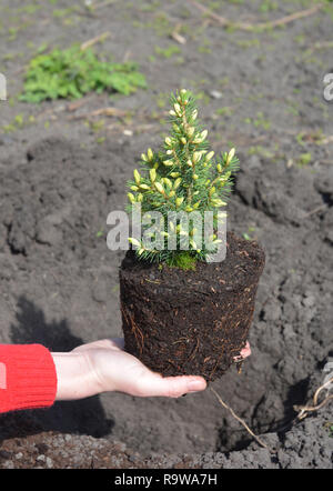 Gardener holding in hands potted  Picea glauca 'Conica' with roots ready for planting in the garden Stock Photo
