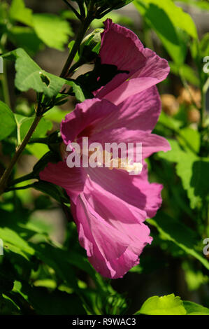 Purple Hibiscus flower in Swiss cottage garden Stock Photo