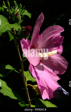 Purple Hibiscus flower in Swiss cottage garden Stock Photo