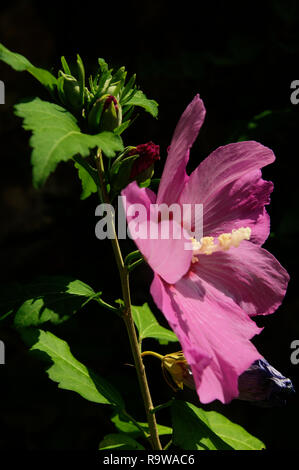 Purple Hibiscus flower in Swiss cottage garden Stock Photo