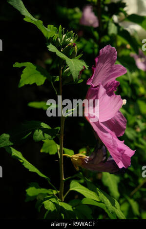 Purple Hibiscus flower in Swiss cottage garden Stock Photo