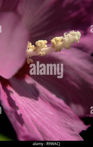 Pistil of purple Hibiscus flower in Swiss cottage garden Stock Photo