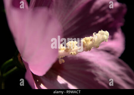 Pistil of purple Hibiscus flower in Swiss cottage garden Stock Photo