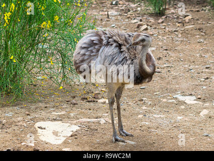 A Rhea or Ñandú (Rhea americana) in the Argentine Pampas Stock Photo